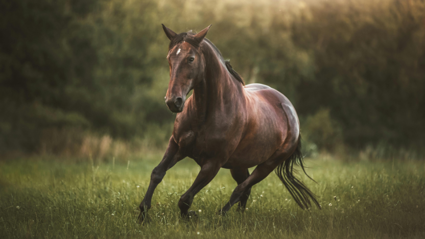 Cavallo